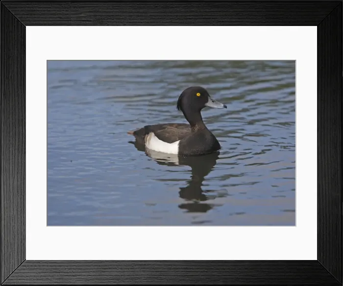 Framed Print : Tufted Duck - in water Framed Print : Tufted Duck - in water