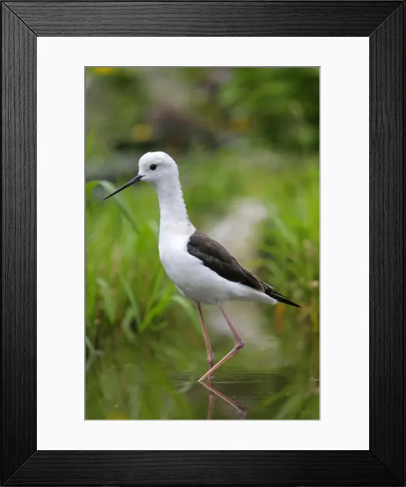 Framed Print : Black-winged Stilt. Pensthorpe - Norfolk - UK Framed Print : Black-winged Stilt. Pensthorpe - Norfolk - UK
