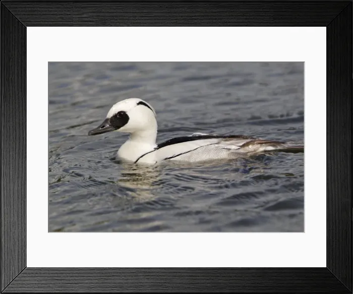 Framed Print : Smew - in water Framed Print : Smew - in water