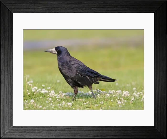 Framed Print : Rook. Slimbridge - UK Framed Print : Rook. Slimbridge - UK