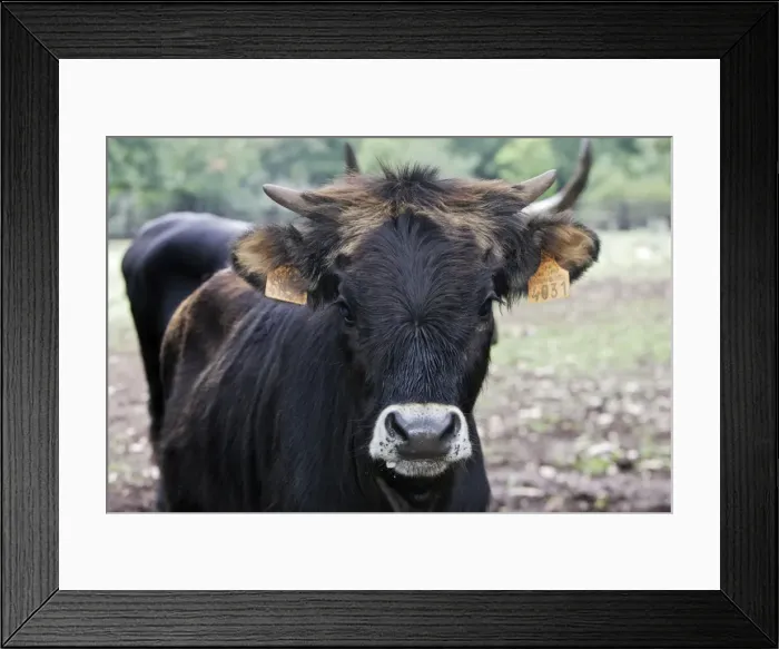 Framed Print : Aurochs. WAT-14362. Heck Cow - Aurochs. France Framed Print : Aurochs. WAT-14362. Heck Cow - Aurochs. France