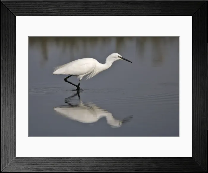 Framed Print : Little Egret - in water fishing. France Framed Print : Little Egret - in water fishing. France