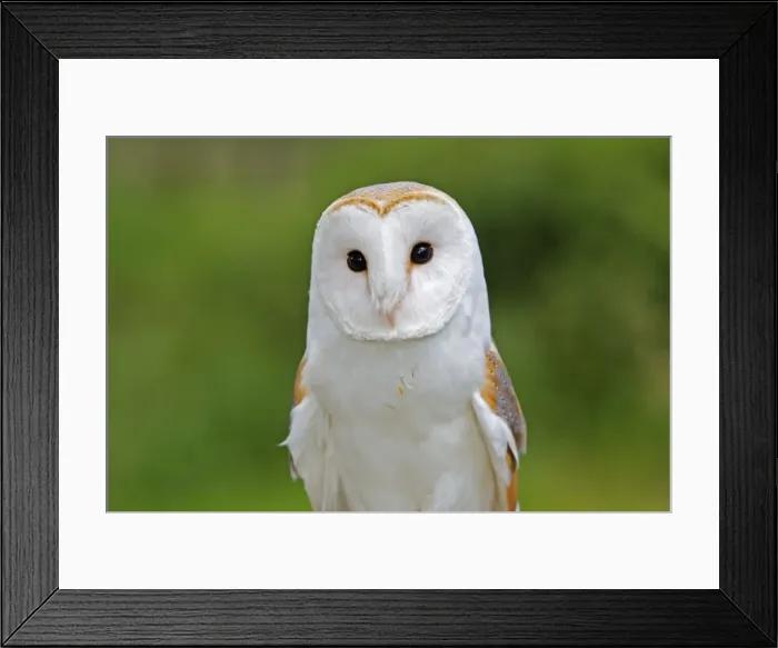 Framed Print : Barn Owl. WAT-15962. Barn Owl. Tyto alba Framed Print : Barn Owl. WAT-15962. Barn Owl. Tyto alba