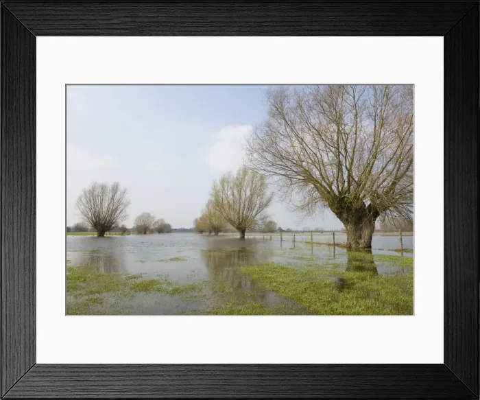 Framed Print : Pollard willows In the flooded foreland of the river IJssel The Netherlands, Overijssel Framed Print : Pollard willows In the flooded foreland of the river IJssel The Netherlands, Overijssel