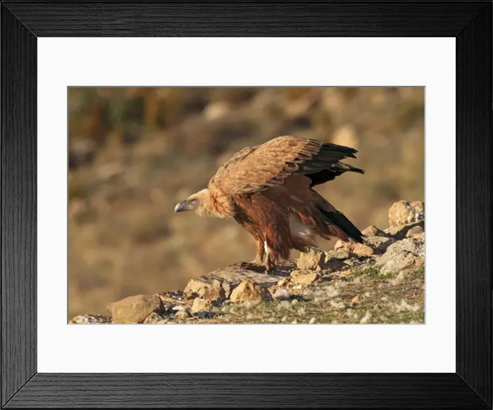 Framed Print : Eurasian Griffon Vulture - at feeding station. Pyrenees - Spain Framed Print : Eurasian Griffon Vulture - at feeding station. Pyrenees - Spain