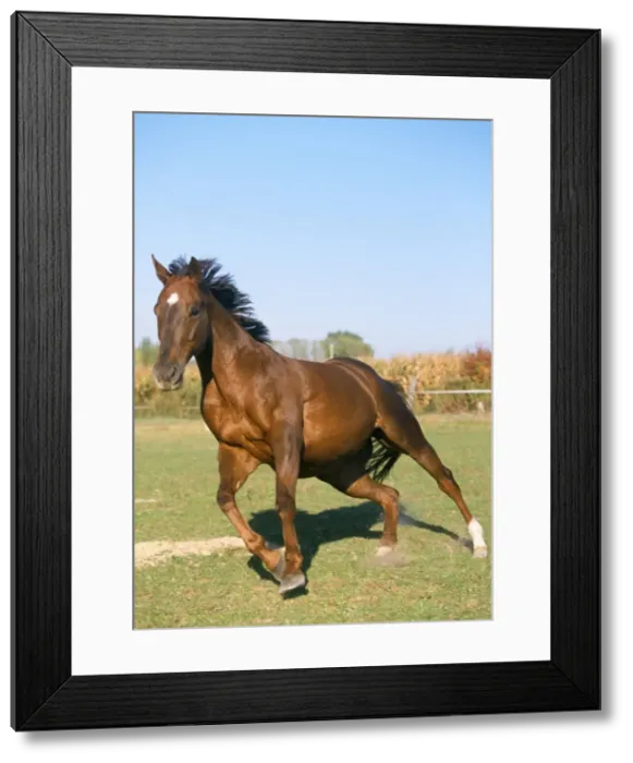Framed Print : Thoroughbred Horse - pure blood