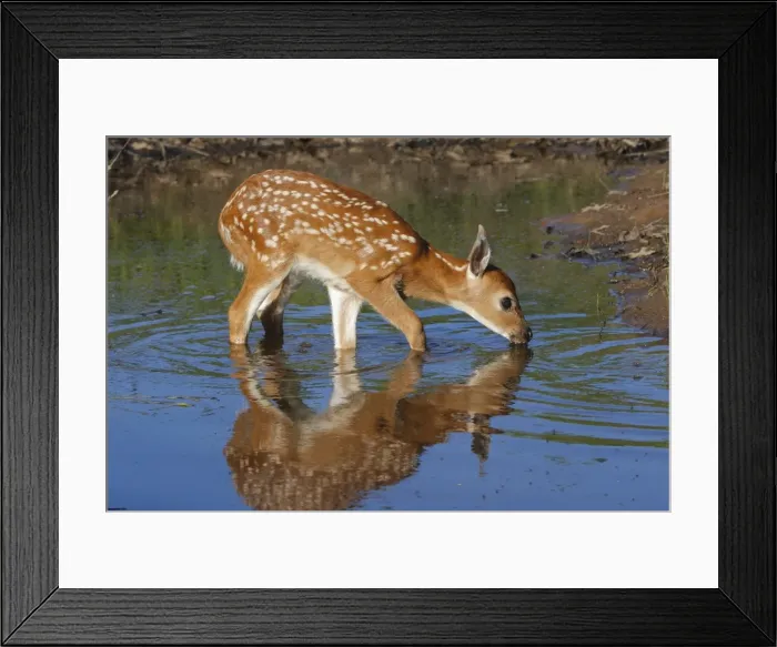 Framed Print : White-tailed Deer - fawn drinking. Minnesota - USA Framed Print : White-tailed Deer - fawn drinking. Minnesota - USA