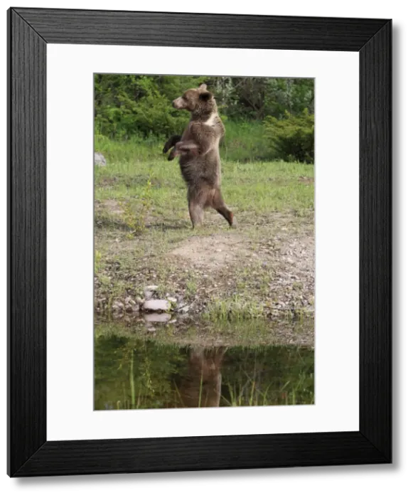 Framed Print : Grizzly Bear - 2 1 / 2 year old walking on hind legs. Montana - United States Framed Print : Grizzly Bear - 2 1 / 2 year old walking on hind legs. Montana - United States