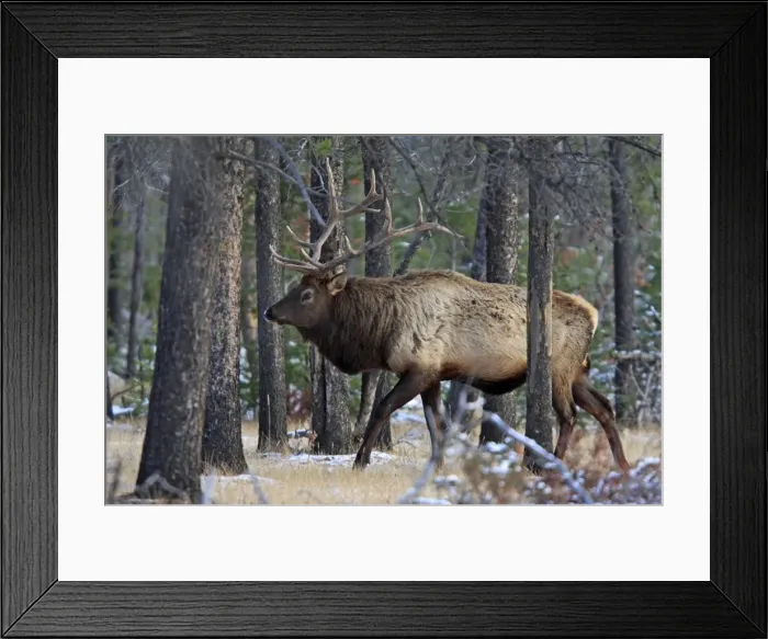 Framed Print : Elk / Wapiti - in woodland. Rocky mountains - Jasper national park - Alberta - Canada Framed Print : Elk / Wapiti - in woodland. Rocky mountains - Jasper national park - Alberta - Canada