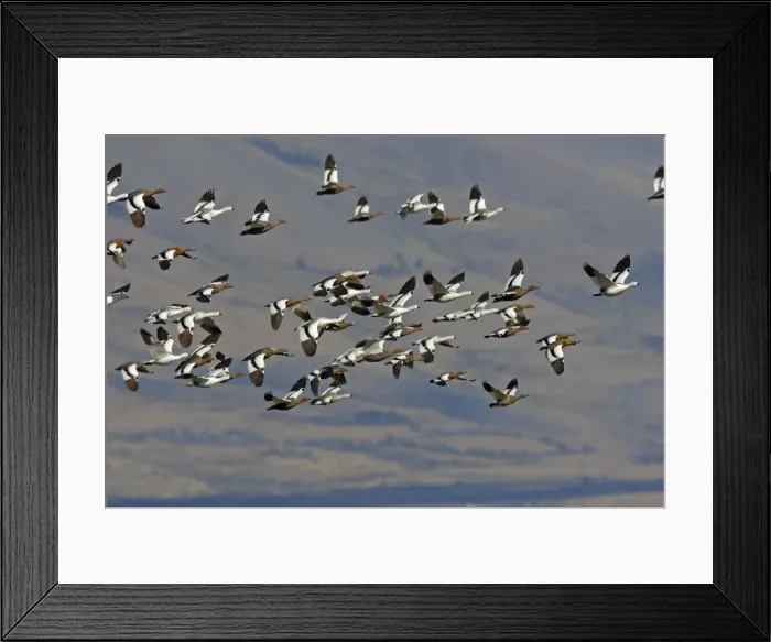 Framed Print : Magellan Goose or Upland Goose - flock in flight. Magallanes Peninsula - Patagonia - Argentina Framed Print : Magellan Goose or Upland Goose - flock in flight. Magallanes Peninsula - Patagonia - Argentina