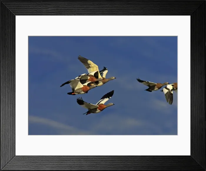Framed Print : Ashy-headed Goose - flock in flight. Magallanes Peninsula - Patagonia - Argentina