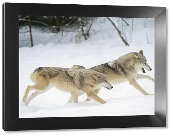 Grey Wolf WAT 5335 x 2 running in snow Camis lupus © M. Watson  /  ARDEA LONDON