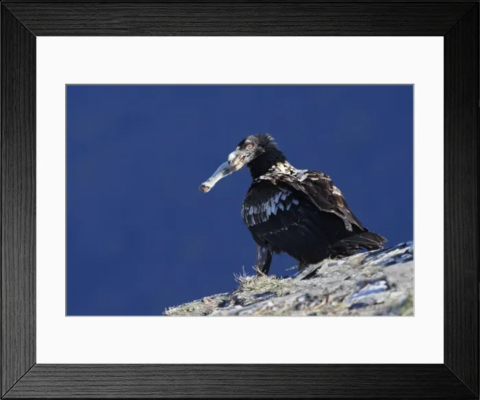 Framed Print : Lammergeier or Bearded Vulture - with prey in beak (foot of a ewe). Pyrenees - France / Europe Framed Print : Lammergeier or Bearded Vulture - with prey in beak (foot of a ewe). Pyrenees - France / Europe