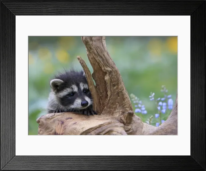 Framed Print : Raccoon - baby. Montana - United States Framed Print : Raccoon - baby. Montana - United States