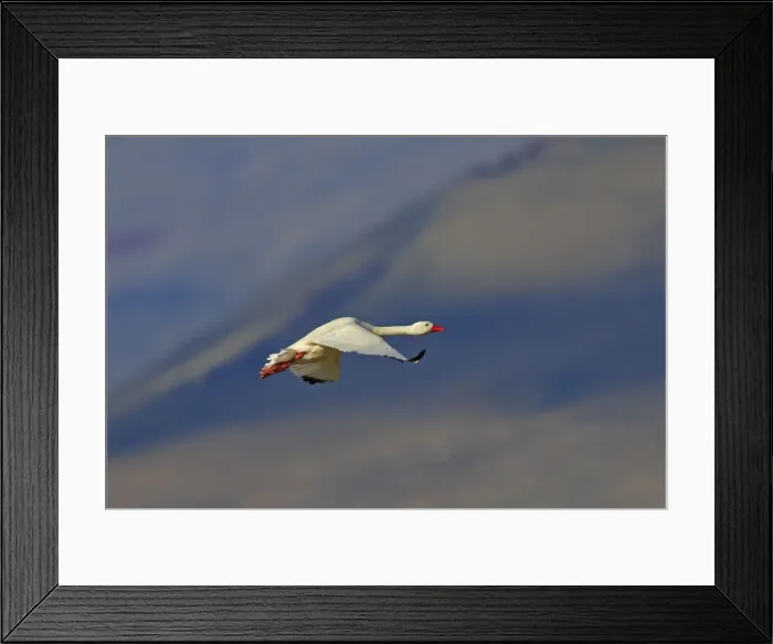Framed Print : Coscoroba Swan. Magallanes Peninsula - Patagonia - Argentina Framed Print : Coscoroba Swan. Magallanes Peninsula - Patagonia - Argentina