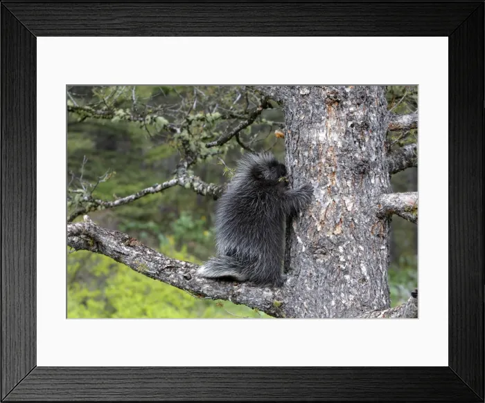Framed Print : North American Porcupine - Baby in tree. Montana - USA Framed Print : North American Porcupine - Baby in tree. Montana - USA