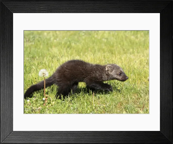 Framed Print : Fisher. Minnesota - United States Framed Print : Fisher. Minnesota - United States