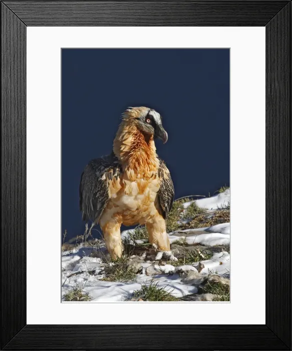 Framed Print : Lammergeier / Bearded Vulture. Pyrenees - France / Europe Framed Print : Lammergeier / Bearded Vulture. Pyrenees - France / Europe