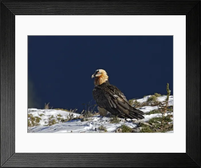 Framed Print : Lammergeier / Bearded Vulture. Pyrenees - France / Europe Framed Print : Lammergeier / Bearded Vulture. Pyrenees - France / Europe
