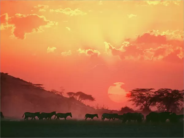 Zebra - at sunset
