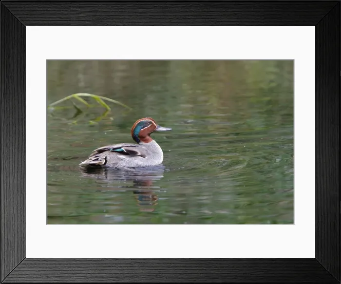 Framed Print : Common Teal - male in water. Pensthorpe - Norfolk - UK Framed Print : Common Teal - male in water. Pensthorpe - Norfolk - UK