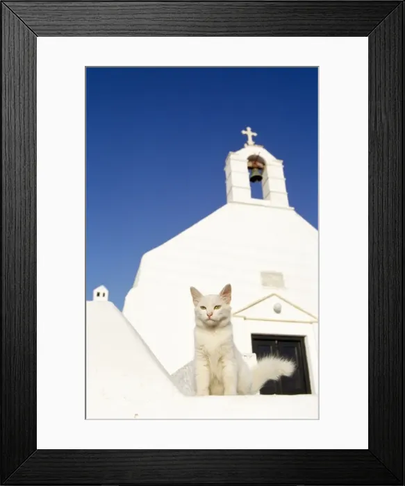 Framed Print : White Cat - chapel in background - Santorini Island - Greece Framed Print : White Cat - chapel in background - Santorini Island - Greece
