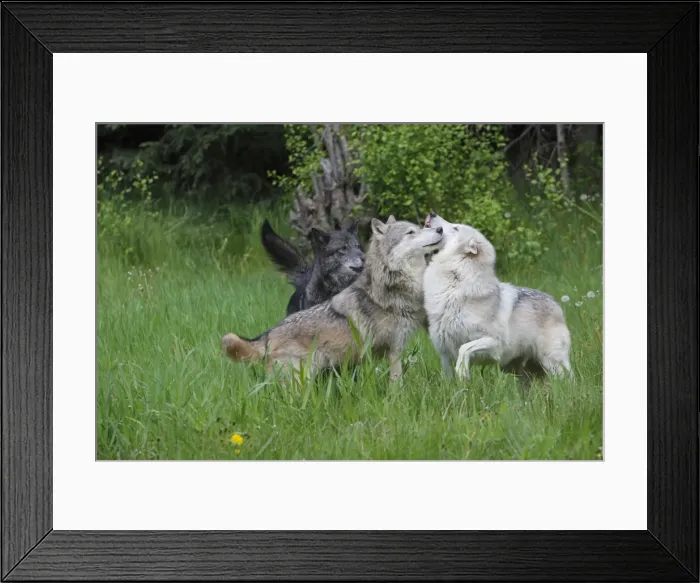 Framed Print : Grey / Timber Wolf - interaction between adults. Montana - United States Framed Print : Grey / Timber Wolf - interaction between adults. Montana - United States