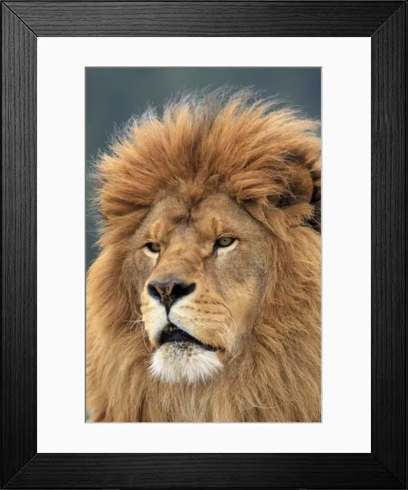 Framed Print : Barbary / Atlas / Nubian Lion. Extinct in wild Framed Print : Barbary / Atlas / Nubian Lion. Extinct in wild