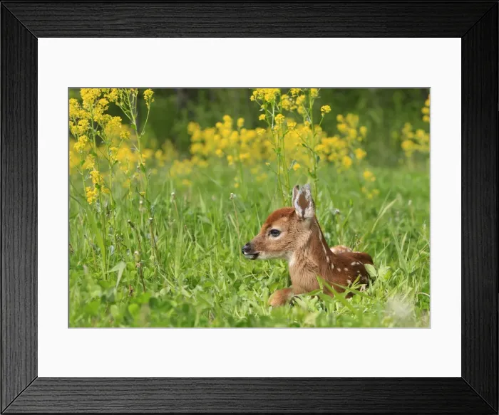 Framed Print : White-tailed Deer - fawn. Minnesota - United States Framed Print : White-tailed Deer - fawn. Minnesota - United States