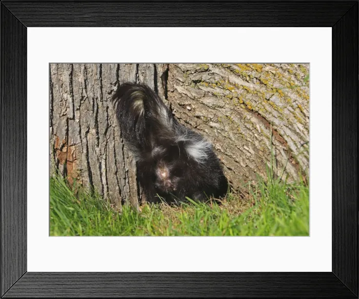 Framed Print : Striped Skunk - bottom. Minnesota - United States Framed Print : Striped Skunk - bottom. Minnesota - United States