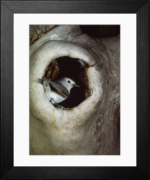 Framed Print : Lucy's Warbler - at nest Framed Print : Lucy's Warbler - at nest