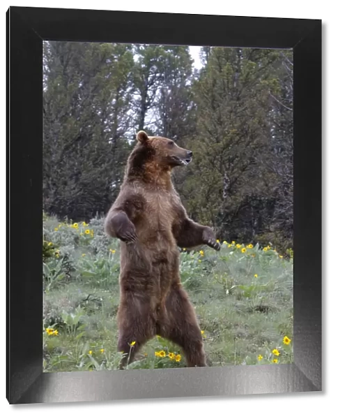 Grizzly bear - on hind legs. Montana - USA