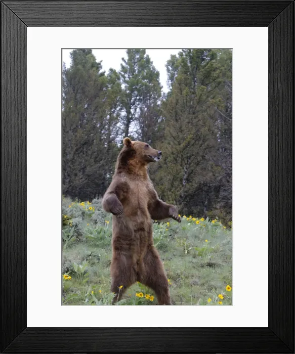 Framed Print : Grizzly bear - on hind legs. Montana - USA Framed Print : Grizzly bear - on hind legs. Montana - USA