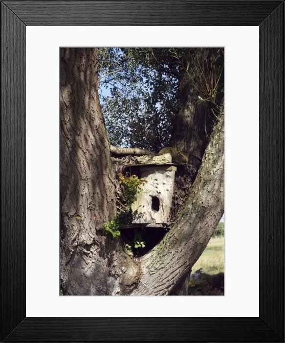 Framed Print : Nestbox for owl - in tree. France Framed Print : Nestbox for owl - in tree. France