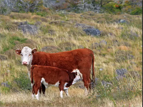 Cattle - cow with calf. Magallanes Peninsula - Patagonia - Argentina
