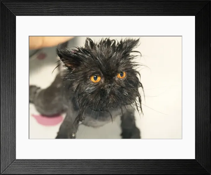 Framed Print : Cat - wet after bath Framed Print : Cat - wet after bath
