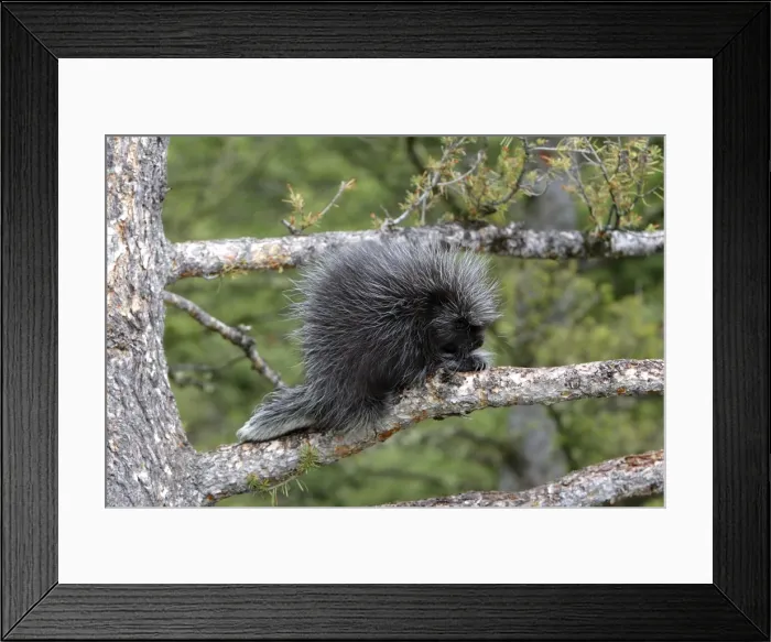 Framed Print : North American Porcupine - baby in tree. Montana - USA Framed Print : North American Porcupine - baby in tree. Montana - USA