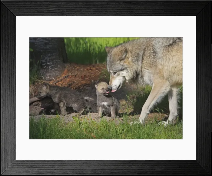 Framed Print : Grey / Timber Wolf - Adult with 1 month old pups. Montana - United States Framed Print : Grey / Timber Wolf - Adult with 1 month old pups. Montana - United States