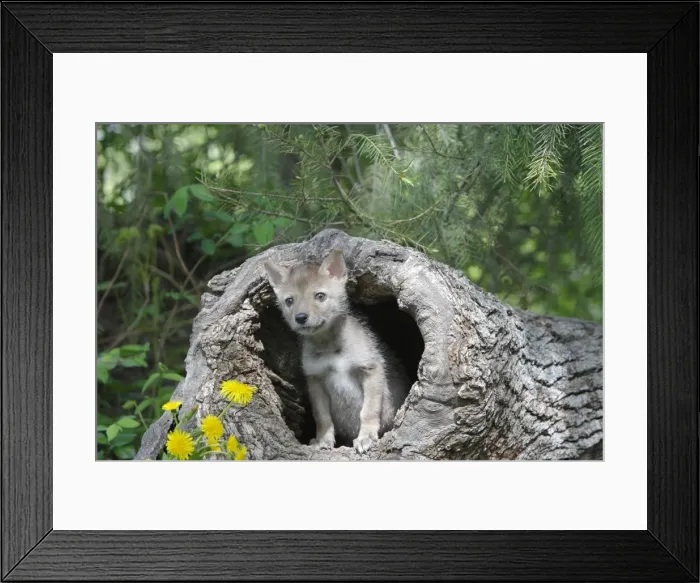Framed Print : Coyote - 5 week old baby. Montana - USA Framed Print : Coyote - 5 week old baby. Montana - USA