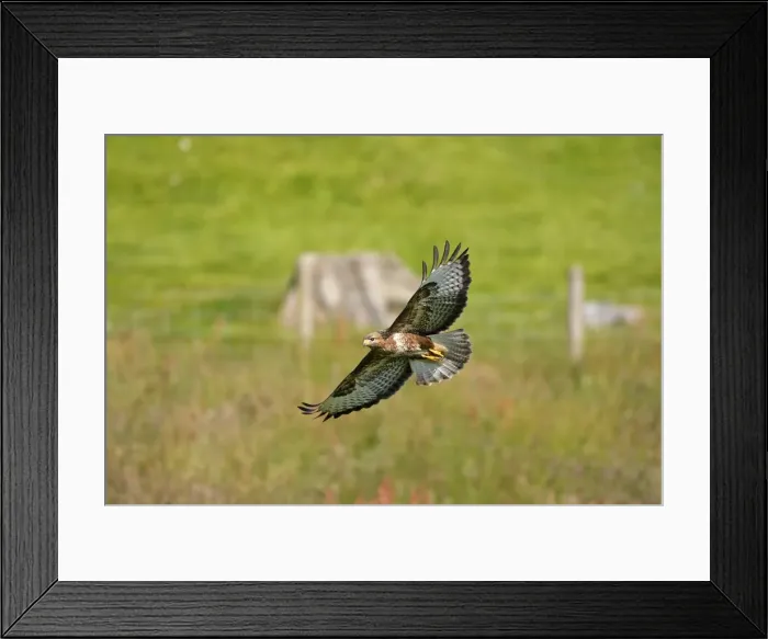 Framed Print : Common Buzzard - in flight Framed Print : Common Buzzard - in flight