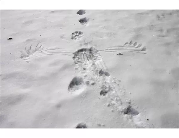 Wolverine (Gulo gulo) & Capercaillie (Tetrao urogallus) tracks in snow - showing wings marks of Capercaillie