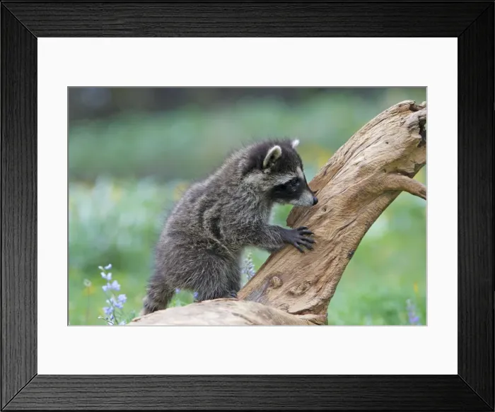 Framed Print : Raccoon - baby. Montana - United States Framed Print : Raccoon - baby. Montana - United States