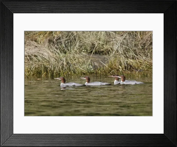 Framed Print : Common Merganser - in water. Knight Inlet - Glendale Cove - British Columbia - Canada Framed Print : Common Merganser - in water. Knight Inlet - Glendale Cove - British Columbia - Canada