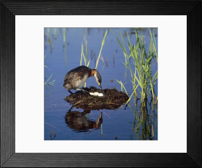 Framed Print : Red-necked Grebe - at nest with eggs Framed Print : Red-necked Grebe - at nest with eggs