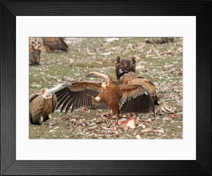 Framed Print : Eurasian Griffon Vulture - at feeding station. Pyrenees - Spain Framed Print : Eurasian Griffon Vulture - at feeding station. Pyrenees - Spain