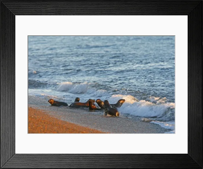 Framed Print : South American Sealion - on beach. Punta Norte - Valdes peninsula - Argentina formerly Otaria byronia Framed Print : South American Sealion - on beach. Punta Norte - Valdes peninsula - Argentina formerly Otaria byronia