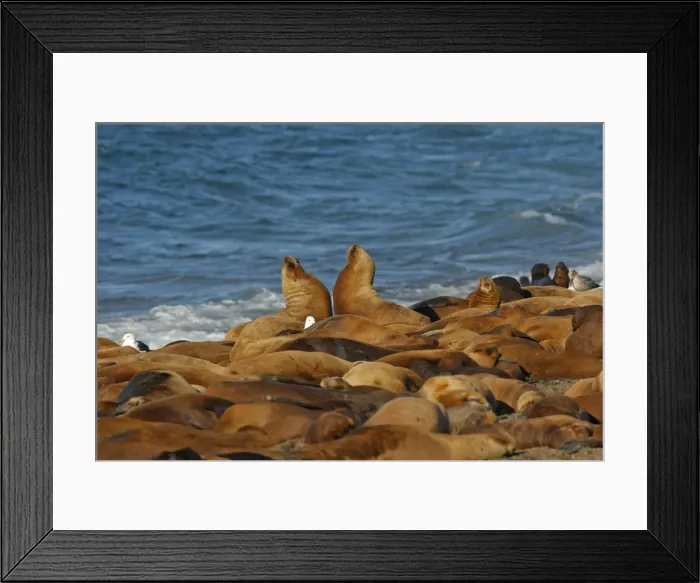 Framed Print : South American Sealion - adults on beach with two confronting each other. Punta Norte - Valdes peninsula - Argentina. formerly Otaria byronia Framed Print : South American Sealion - adults on beach with two confronting each other. Punta Norte - Valdes peninsula - Argentina. formerly Otaria byronia