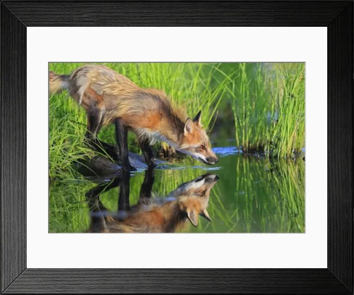 Framed Print : Red Fox - adult at water drinking. Minnesota - USA Framed Print : Red Fox - adult at water drinking. Minnesota - USA