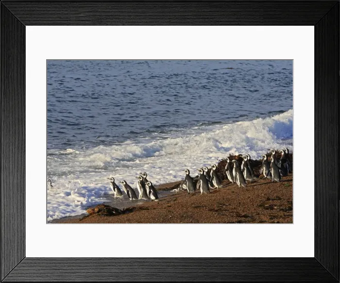 Framed Print : Magellanic Penguin. Punta Norte - Valdes peninsula - Argentina Framed Print : Magellanic Penguin. Punta Norte - Valdes peninsula - Argentina