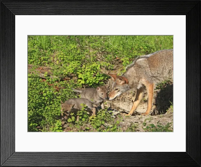 Framed Print : Coyote - Adult with 5 week old baby. Montana - USA Framed Print : Coyote - Adult with 5 week old baby. Montana - USA
